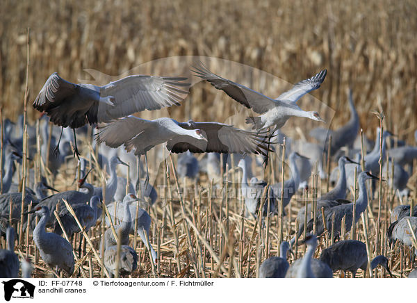 sandhill cranes / FF-07748