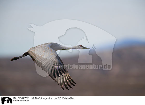 sandhill crane / FF-07752
