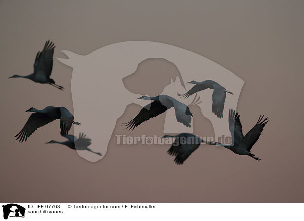 sandhill cranes / FF-07763