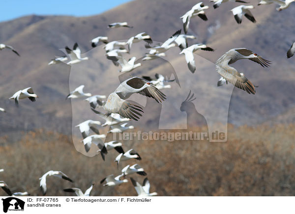sandhill cranes / FF-07765