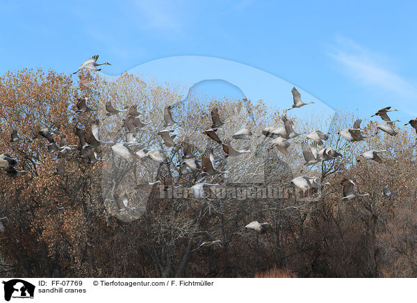 Kanadakraniche / sandhill cranes / FF-07769