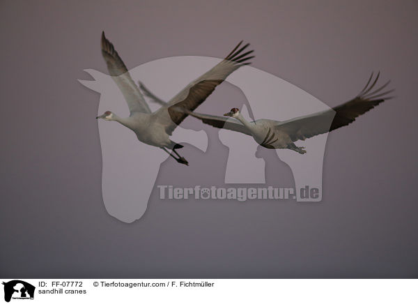 Kanadakraniche / sandhill cranes / FF-07772