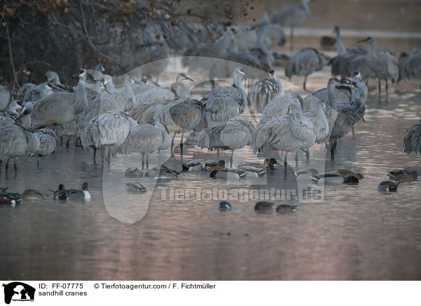 Kanadakraniche / sandhill cranes / FF-07775