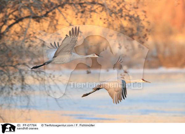 Kanadakraniche / sandhill cranes / FF-07784