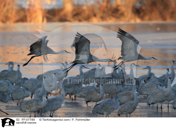 Kanadakraniche / sandhill cranes / FF-07789