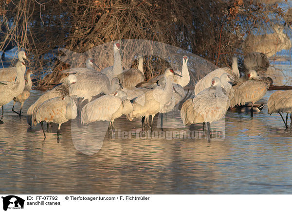sandhill cranes / FF-07792