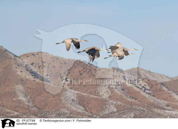 Kanadakraniche / sandhill cranes / FF-07798