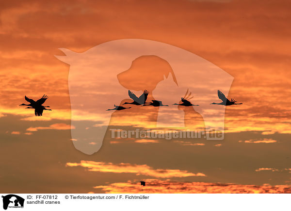 Kanadakraniche / sandhill cranes / FF-07812