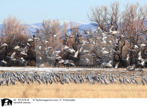 Kanadakraniche / sandhill cranes / FF-07818