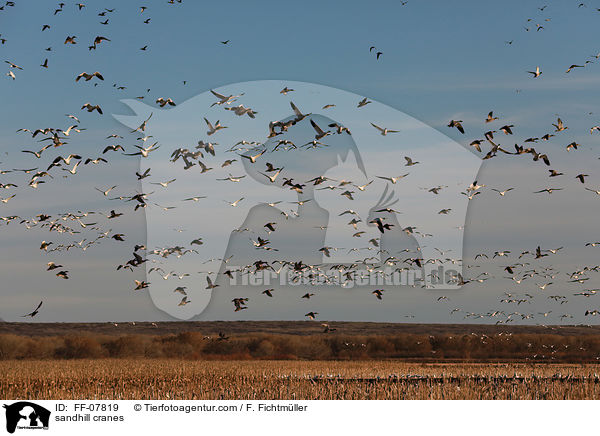Kanadakraniche / sandhill cranes / FF-07819