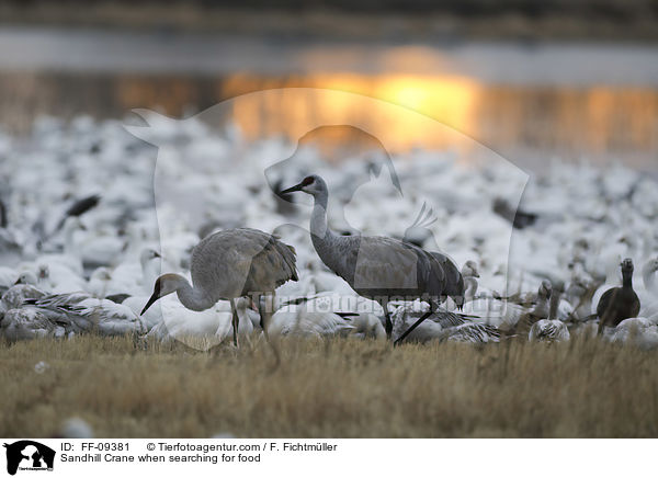 Kanadakraniche bei der Futtersuche / Sandhill Crane when searching for food / FF-09381