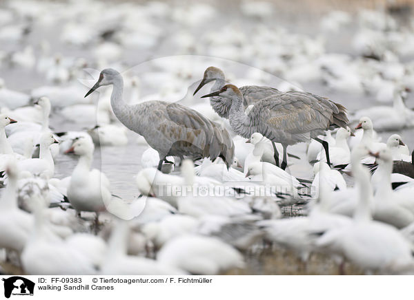 laufende Kanadakraniche / walking Sandhill Cranes / FF-09383
