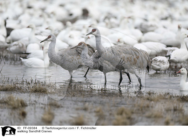 laufende Kanadakraniche / walking Sandhill Cranes / FF-09384