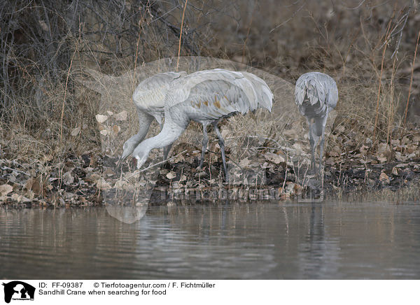 Kanadakraniche bei der Futtersuche / Sandhill Crane when searching for food / FF-09387