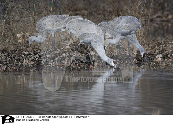 stehende Kanadakraniche / standing Sandhill Cranes / FF-09388