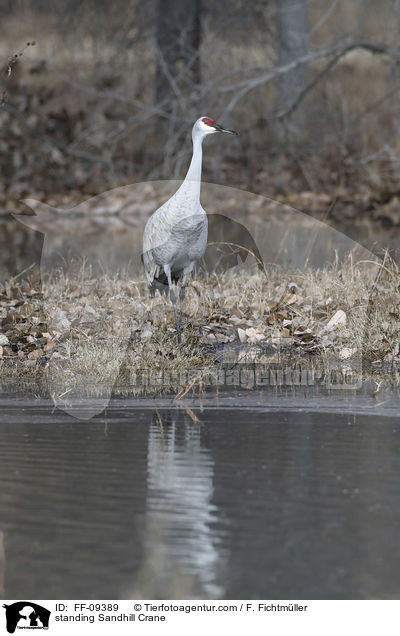stehender Kanadakranich / standing Sandhill Crane / FF-09389