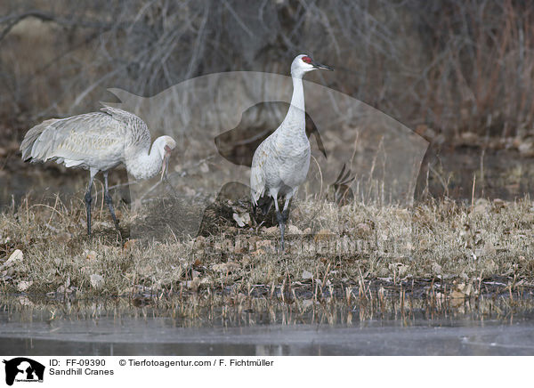 Kanadakraniche / Sandhill Cranes / FF-09390