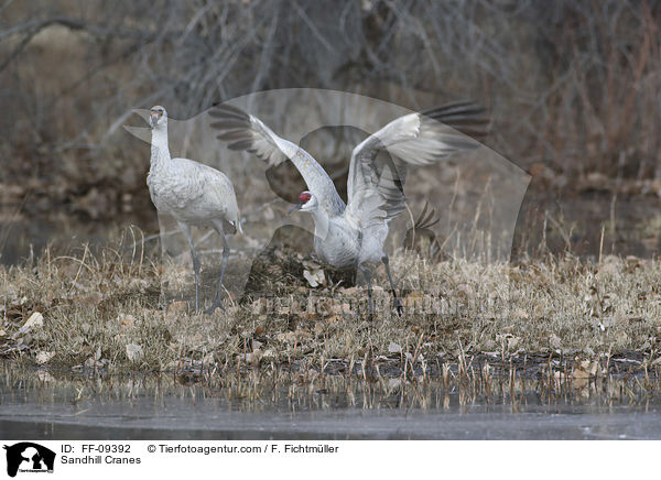 Kanadakraniche / Sandhill Cranes / FF-09392