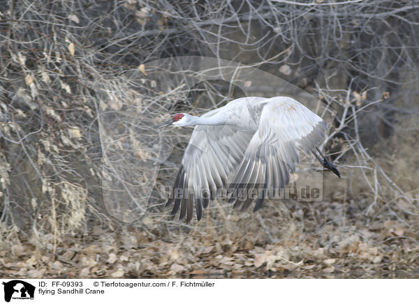 fliegender Kanadakranich / flying Sandhill Crane / FF-09393