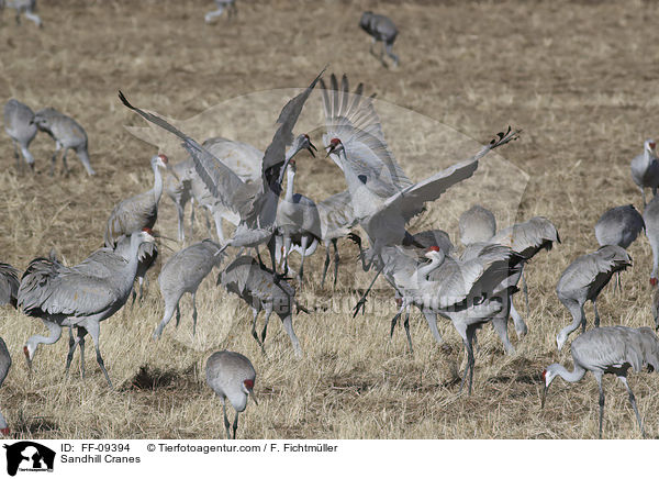 Kanadakraniche / Sandhill Cranes / FF-09394