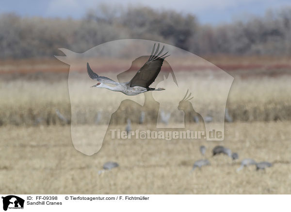 Kanadakraniche / Sandhill Cranes / FF-09398