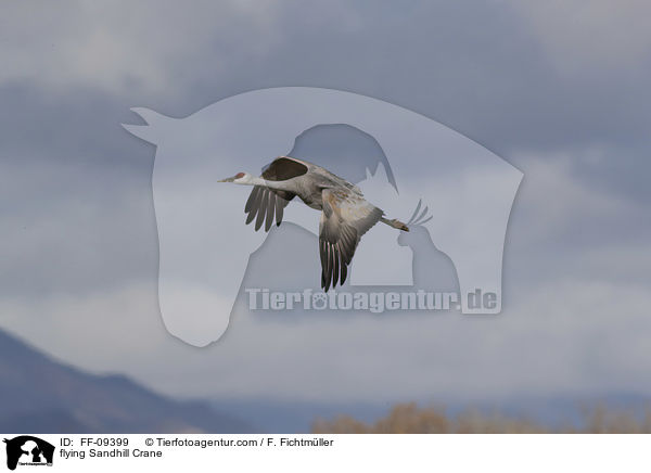 fliegender Kanadakranich / flying Sandhill Crane / FF-09399