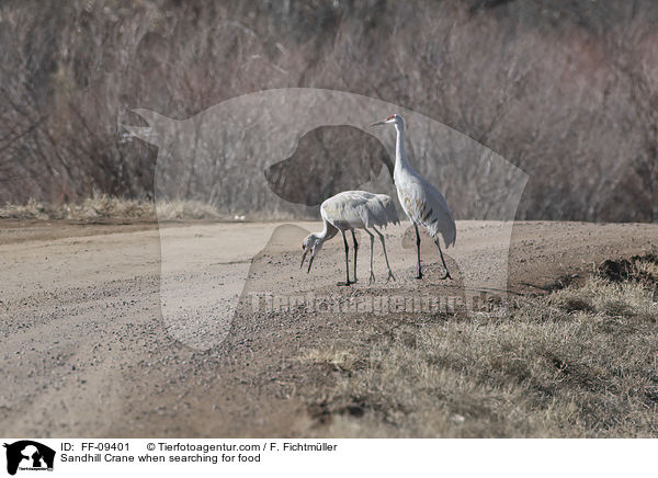 Kanadakraniche bei der Futtersuche / Sandhill Crane when searching for food / FF-09401
