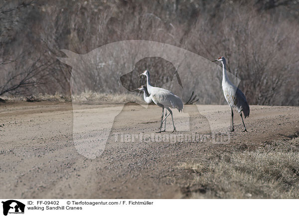 laufende Kanadakraniche / walking Sandhill Cranes / FF-09402