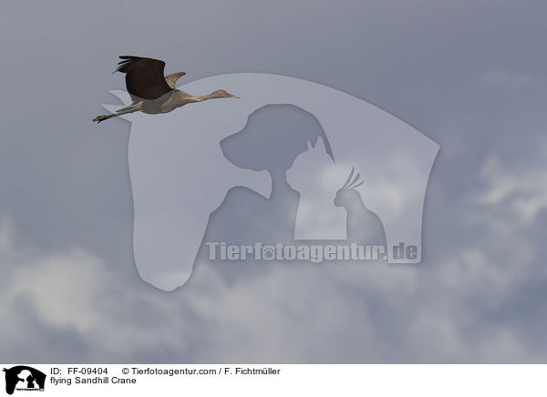 fliegender Kanadakranich / flying Sandhill Crane / FF-09404
