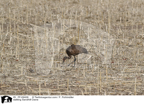 walking Sandhill Crane / FF-09406