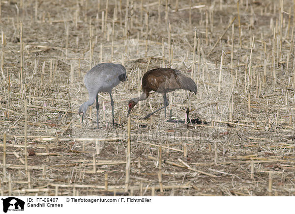 Sandhill Cranes / FF-09407