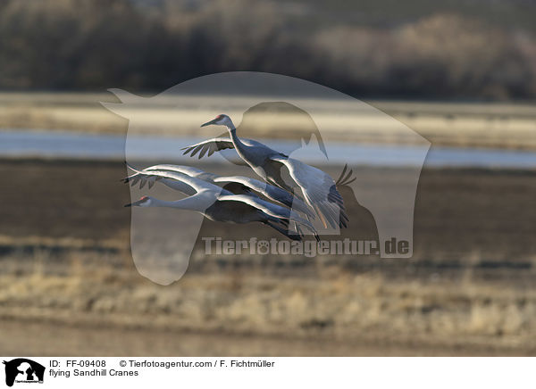 fliegende Kanadakraniche / flying Sandhill Cranes / FF-09408