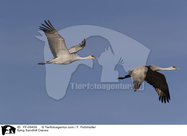 fliegende Kanadakraniche / flying Sandhill Cranes / FF-09409