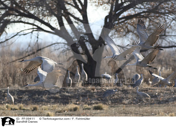 Kanadakraniche / Sandhill Cranes / FF-09411