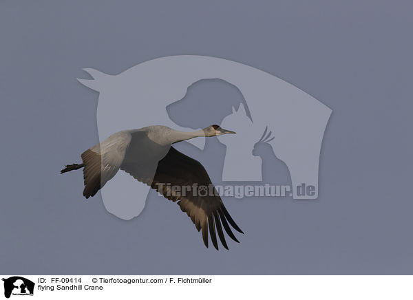 fliegender Kanadakranich / flying Sandhill Crane / FF-09414