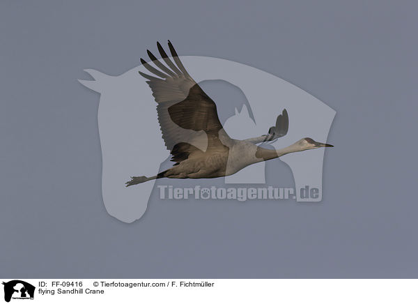 fliegender Kanadakranich / flying Sandhill Crane / FF-09416