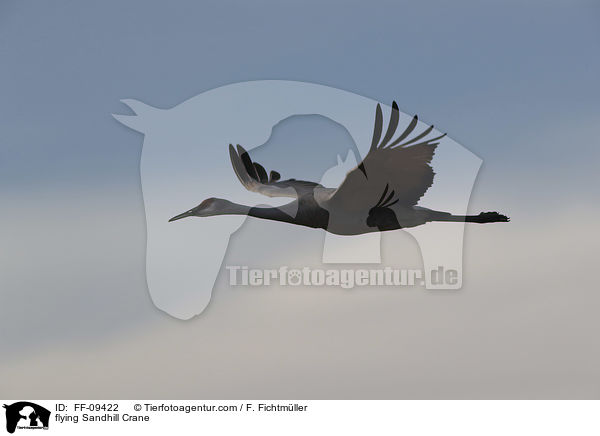 fliegender Kanadakranich / flying Sandhill Crane / FF-09422