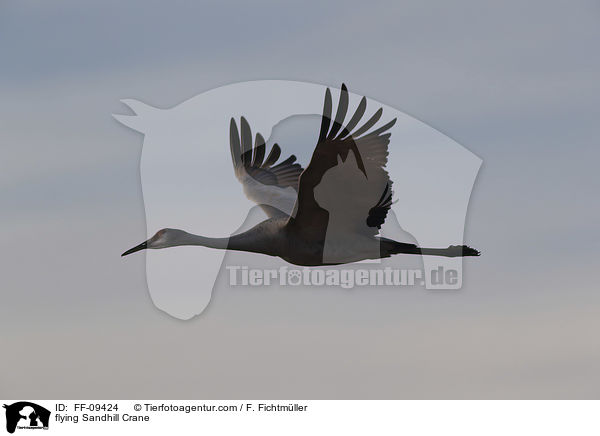 fliegender Kanadakranich / flying Sandhill Crane / FF-09424