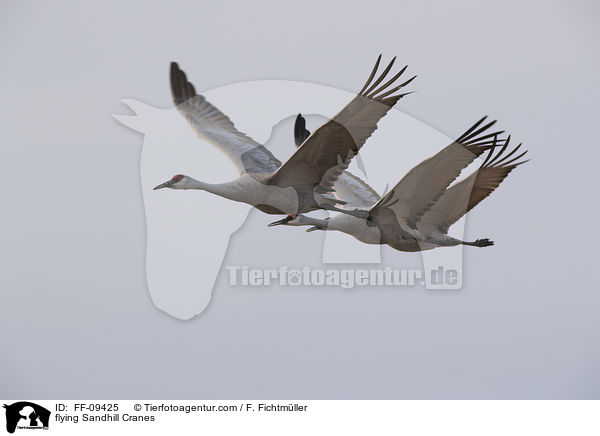 fliegende Kanadakraniche / flying Sandhill Cranes / FF-09425