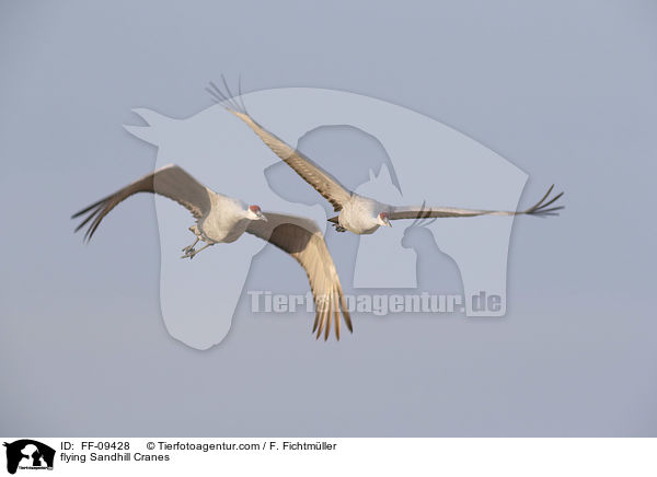 fliegende Kanadakraniche / flying Sandhill Cranes / FF-09428