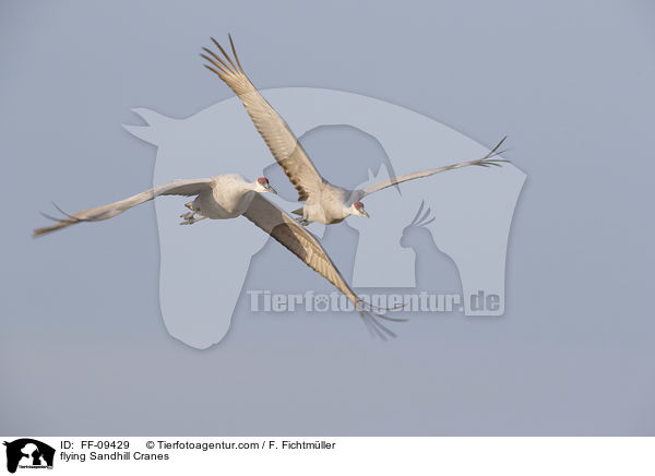 fliegende Kanadakraniche / flying Sandhill Cranes / FF-09429