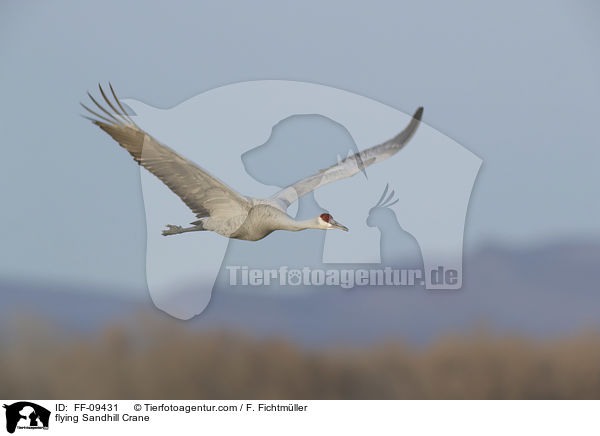 fliegender Kanadakranich / flying Sandhill Crane / FF-09431