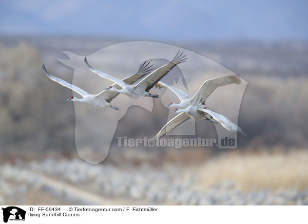 fliegende Kanadakraniche / flying Sandhill Cranes / FF-09434