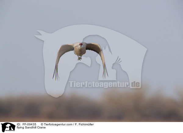 fliegender Kanadakranich / flying Sandhill Crane / FF-09435