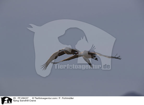 flying Sandhill Crane / FF-09437