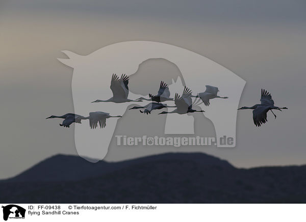fliegende Kanadakraniche / flying Sandhill Cranes / FF-09438