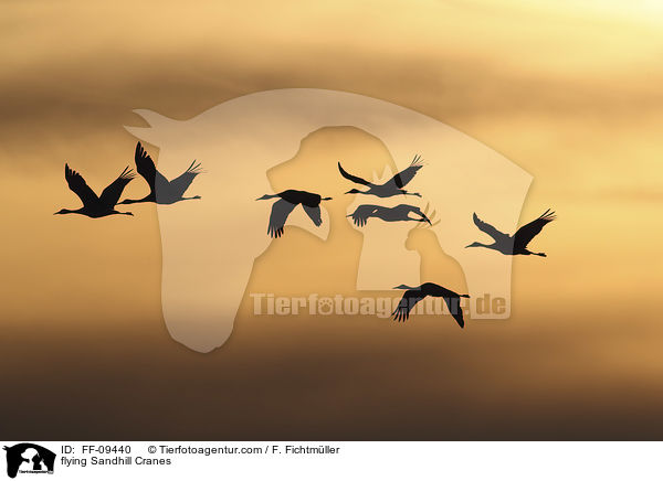fliegende Kanadakraniche / flying Sandhill Cranes / FF-09440