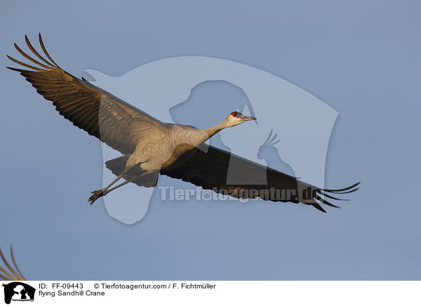 fliegender Kanadakranich / flying Sandhill Crane / FF-09443