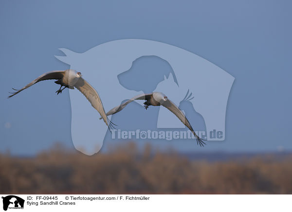fliegende Kanadakraniche / flying Sandhill Cranes / FF-09445