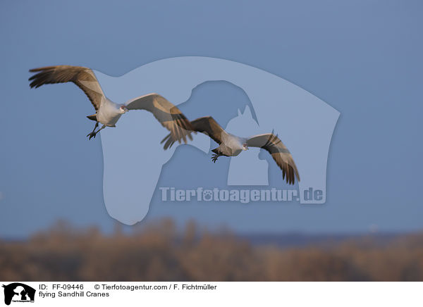 fliegende Kanadakraniche / flying Sandhill Cranes / FF-09446